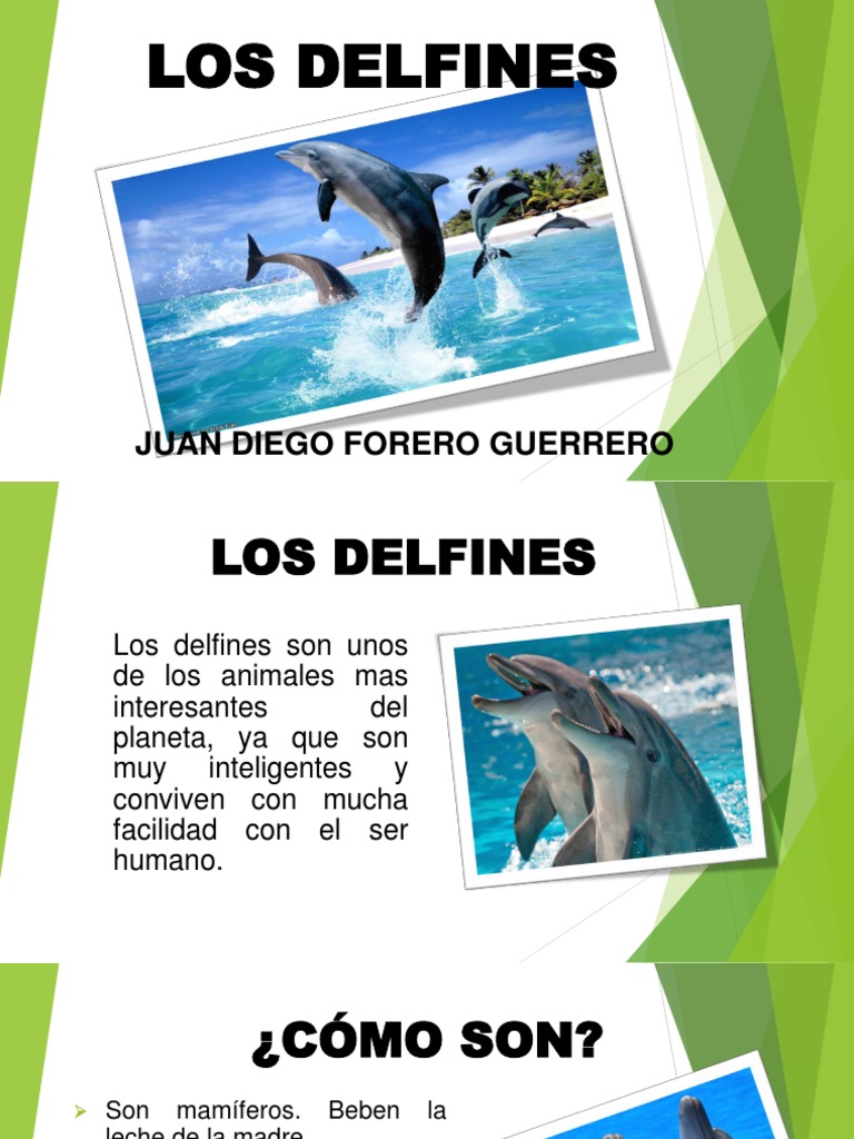 Texto Expositivo sobre LOS DELFINES