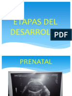 Etapas Del Desarrollo