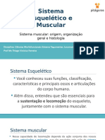 Seção+2.4+-+Sistema+muscular+origem,+organização+geral+e+histologia.pptx