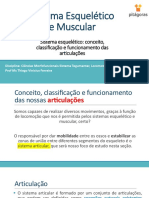 Sistema Muscular e Squeletico