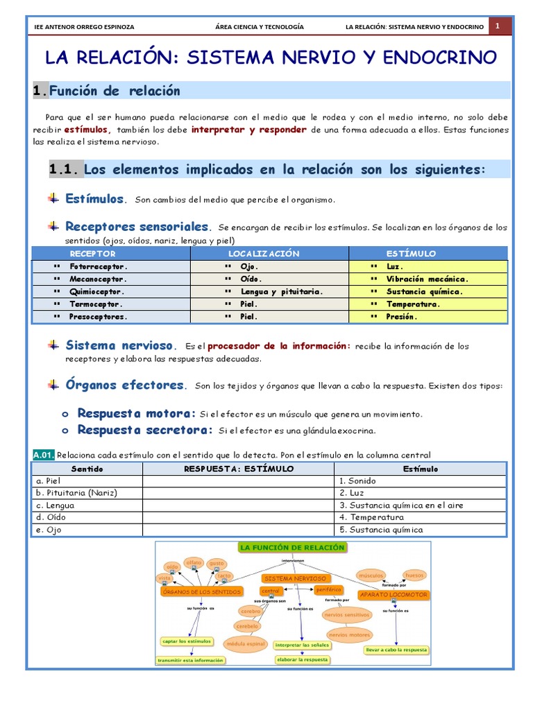 Sistema Nervioso | PDF | Sinapsis | Sistema nervioso