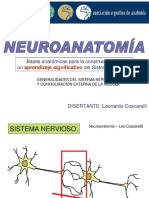 neuroanatomia