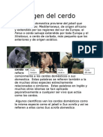 El Origen Del Cerdo