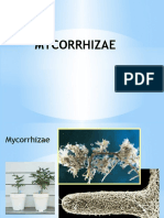 Mycorrhizae Lecture 1.pptx