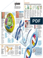 Infographie Carrefour - Au Coeur de Nos Cellules (Pages 2 Et 3) - Novembre 2000
