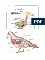 Sistemas Digestivo de Las Aves