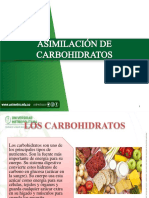 Asimilación de Carbohidratos