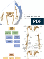 Skeletal Extremitas Superior