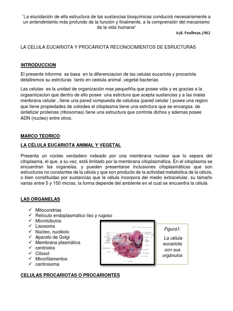 Diferencias entre células eucariotas y procariotas | PDF | Citoplasma ...