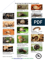 Garden Snail and Slug Sheet PDF