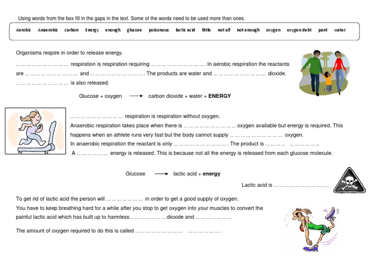 anaerobic-respiration-year-8-pdf