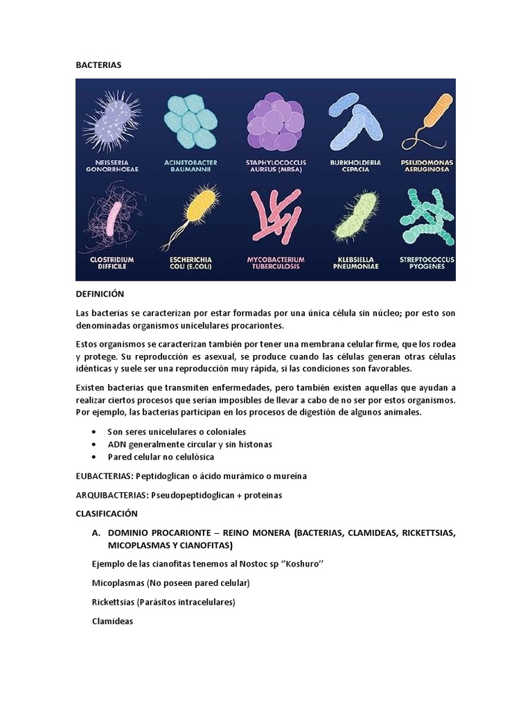 Estructura y Tipos de Bacterias | PDF | Las bacterias | Pared celular