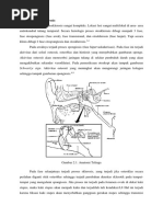 Patofisiologi Otosklerosis