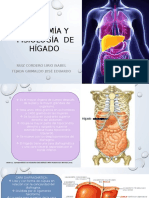 Anatom de Higado