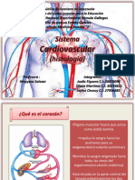 Sistema Cardiovascular Histologia