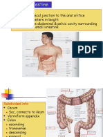 Large Intestine-F1