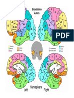 Areas Cerebro