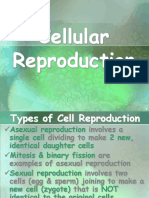 1Cell Cycle Cell Division