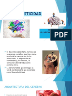 Neuroplasticidad en 40