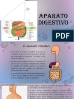 APARATO Digestivo