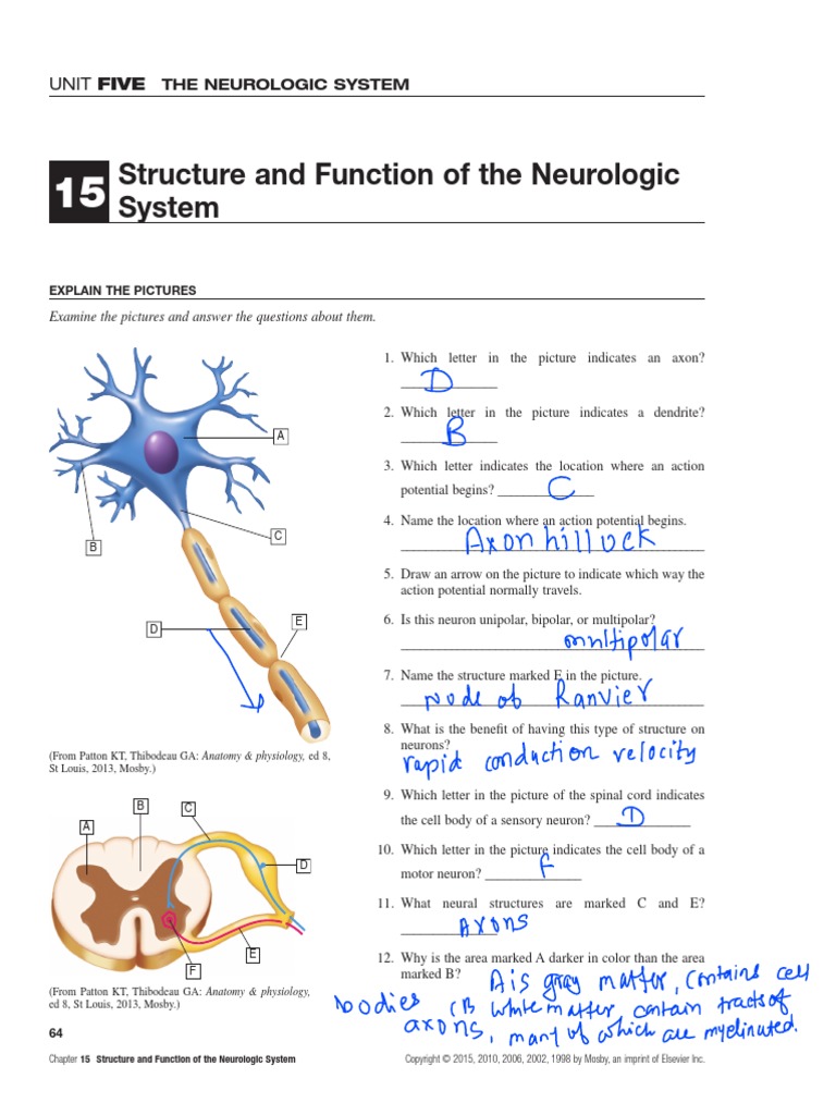 Neuro | PDF | Autonomic Nervous System | Nervous System