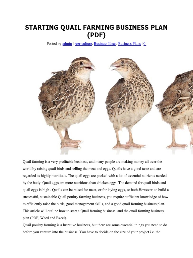 Quail Farming Business Plan Guide | PDF | Chicken | Business Plan