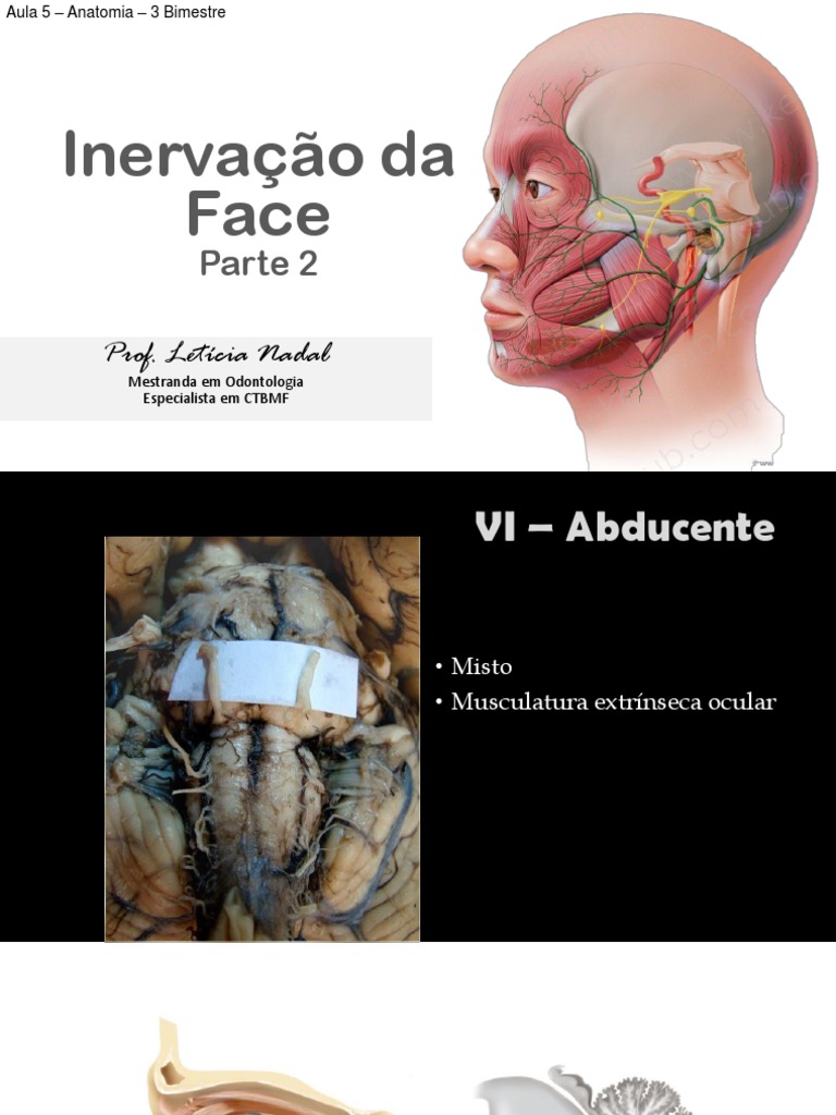 Inervação da Face Parte 2 Nervo Anatomia