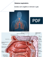 EAD - Sistema Respiratorio