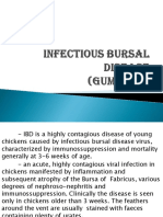 Infectious Bursal Disease