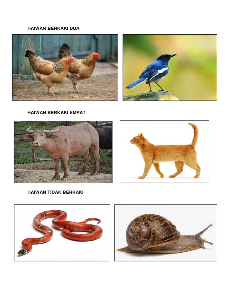 Jenis Haiwan Pdf