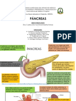 Pancreas