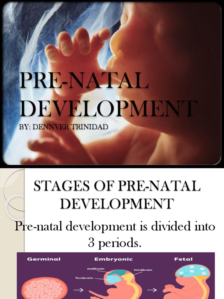 Stages of Pre-Natal Development Explained | PDF | Biological Processes ...