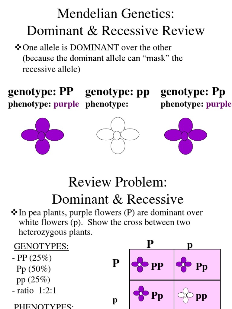 Genes Dominance Genetics Zygosity