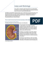 1 - Kidney Anatomy and Histology