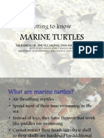 Getting To Know: Marine Turtles