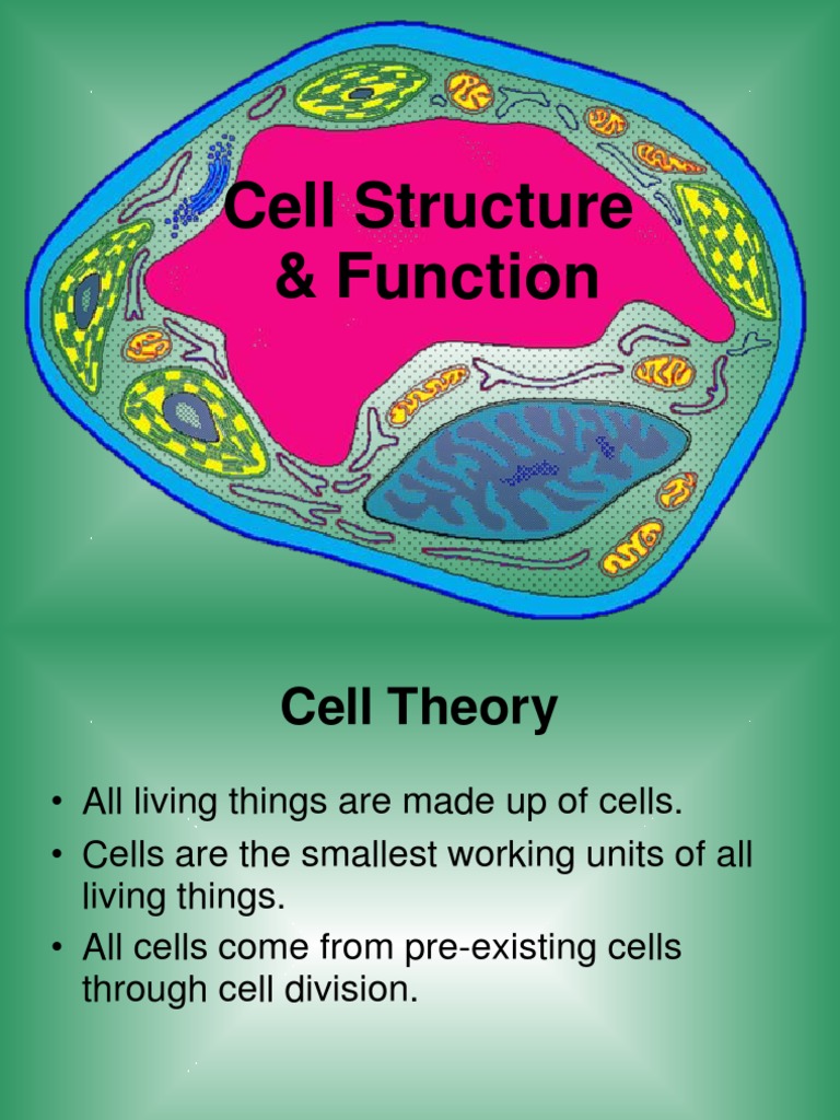 Understanding Cell Structure and Function | PDF | Endoplasmic Reticulum ...