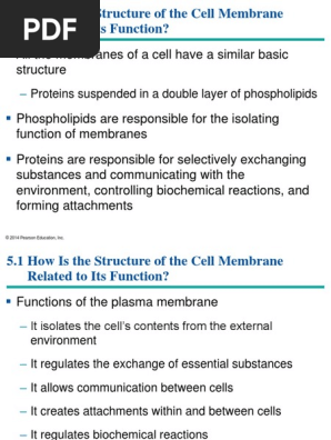 Cell Membrane Structure And Function