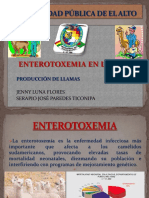 Enterotoxemia en Llamas