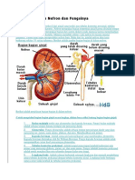 7 Bagian Nefron