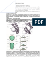 Sistema Nervioso Central