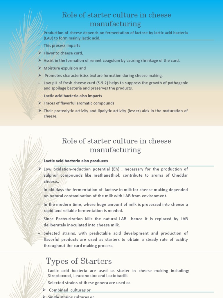 Role of Starter Culture in Cheese Manufacturing PDF Cheesemaking