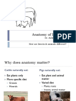 Anatomy of Livestock PDF