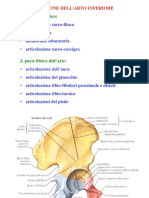 Articolazione Coxo-Femorale