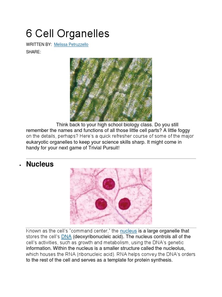 6 Cell Organelles | PDF | Endoplasmic Reticulum | Chloroplast