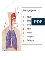 Sistem Pernapasan Pada Manusia