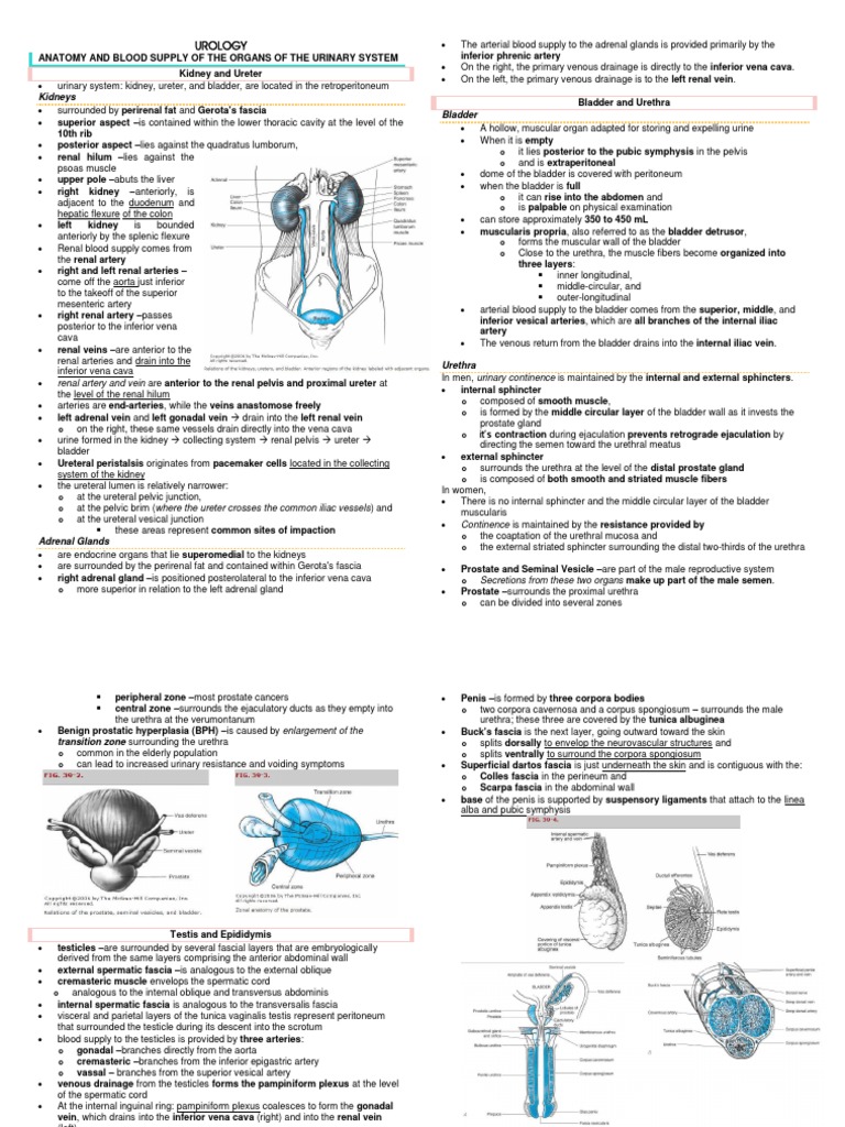 Urology Kidneys Bladder PDF Urinary Incontinence Renal Function