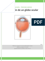 Biología 3°medio (Informe Disección Ojo de Vaca) PDF