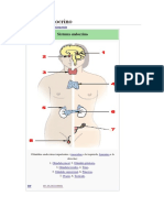 Sistema endocrino 40