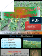 Exposicion de Plagas en Leguminosas