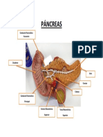 Anatomía del páncreas y sus conductos